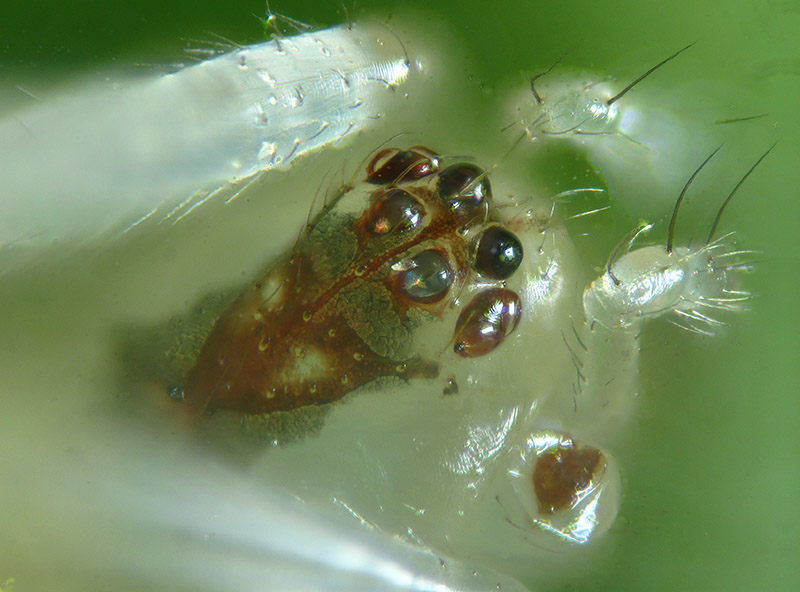 Theridion varians  - Sumirago (VA)